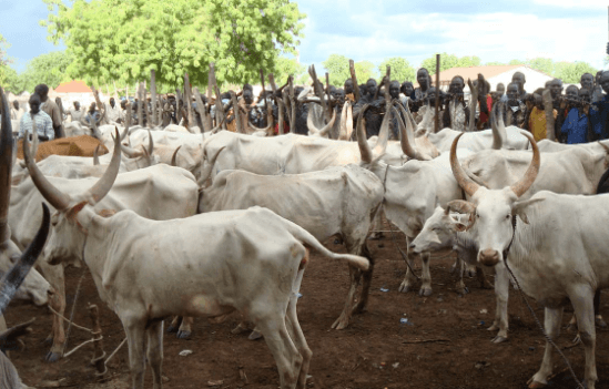 Current Prices of Cows in Nigeria